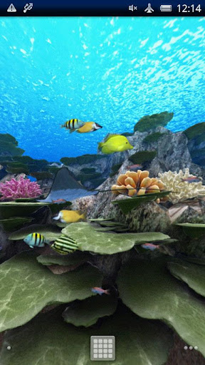 Coral Reef of Kerama Trial