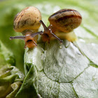 young snails