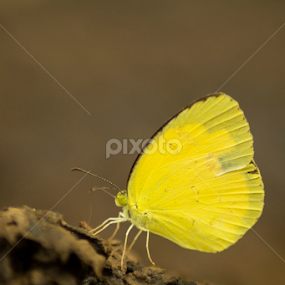 One spot grass Yellow by Sankar Singha - Animals Insects & Spiders