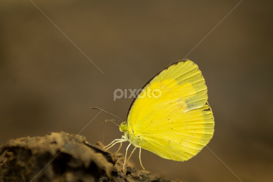 One spot grass Yellow by Sankar Singha - Animals Insects & Spiders