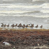 Fulvous Whistling-Duck