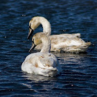 Mute Swan