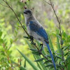 Florida scrub jay