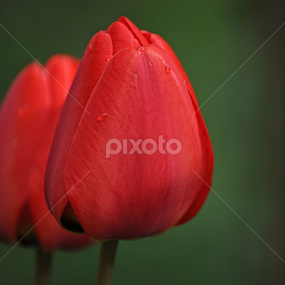 Red tulips by Simona Risnita - Flowers Flower Gardens