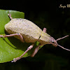 Short snouted weevil