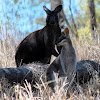 Wallaroo and Whiptail Wallaby
