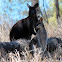 Wallaroo and Whiptail Wallaby