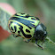 Escarabajo caligráfico