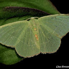 Red-fringed Emerald Moth
