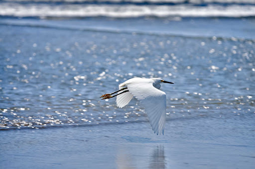 Acapulco-heron - A heron does a fly-by on an Acapulco beach.