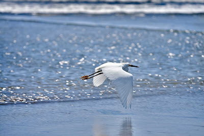 A heron does a fly-by on an Acapulco beach.