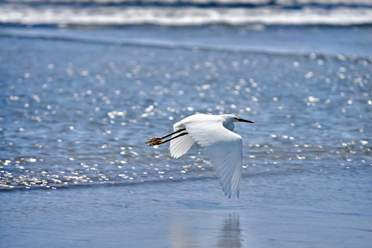 A heron does a fly-by on an Acapulco beach.