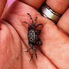 Ghost Crab