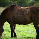 Sable Island Wild Horse