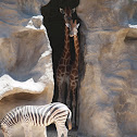 Giraffes & Zebras