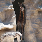 Giraffes & Zebras