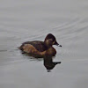 Lesser scaup (female)