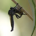 robberfly