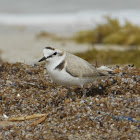 Kentish Plover