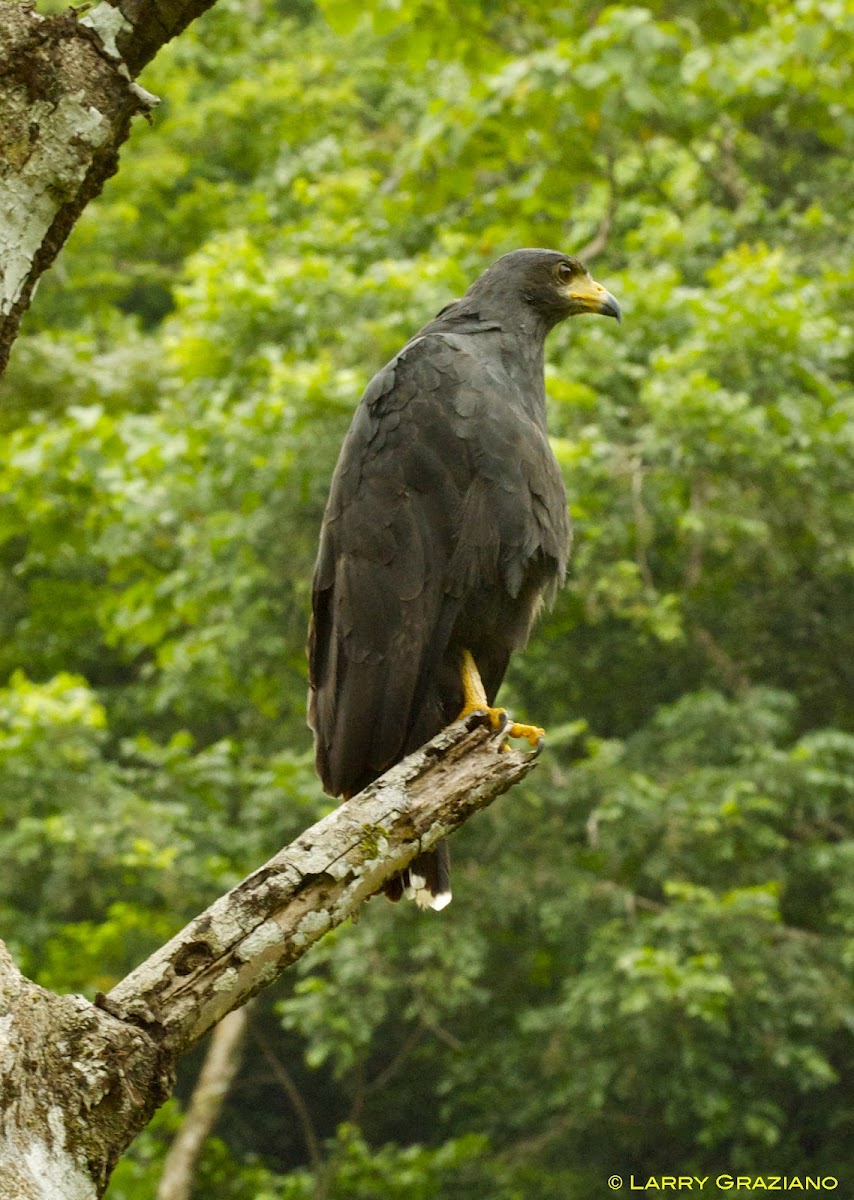 Common Black Hawk