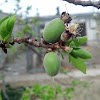 apricot tree (árbol de chabacano o albaricoque)