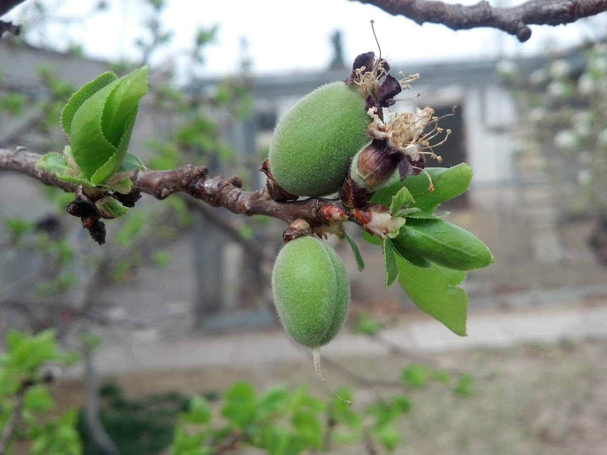 apricot tree (árbol de chabacano o albaricoque)