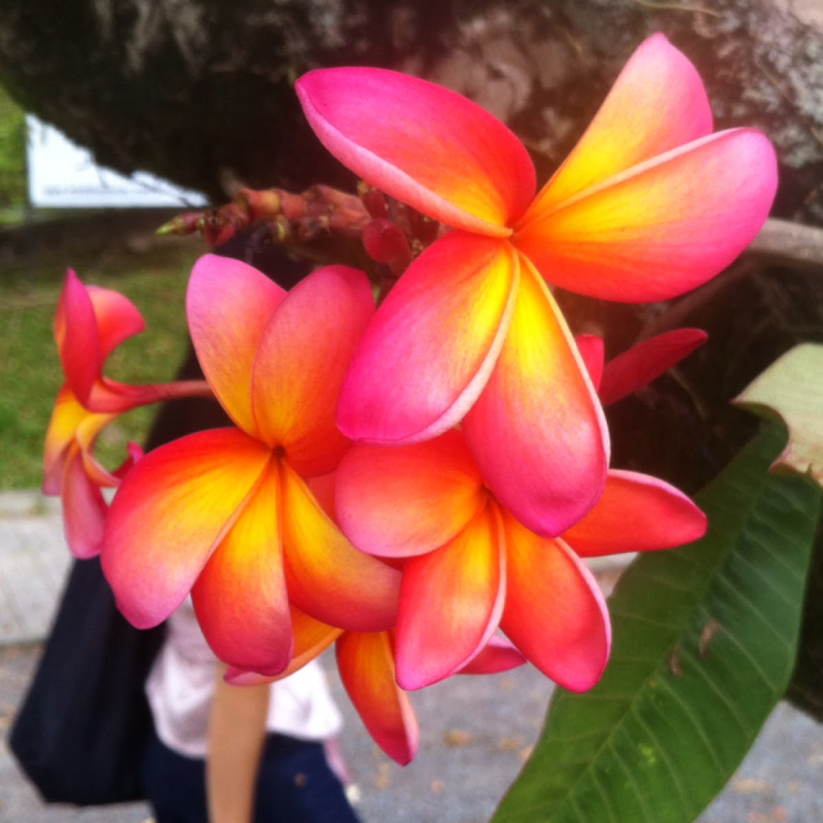 Red Frangipani