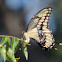Eastern Giant Swallowtail female