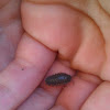 Pill bug