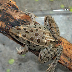 Plains Lepard Frog