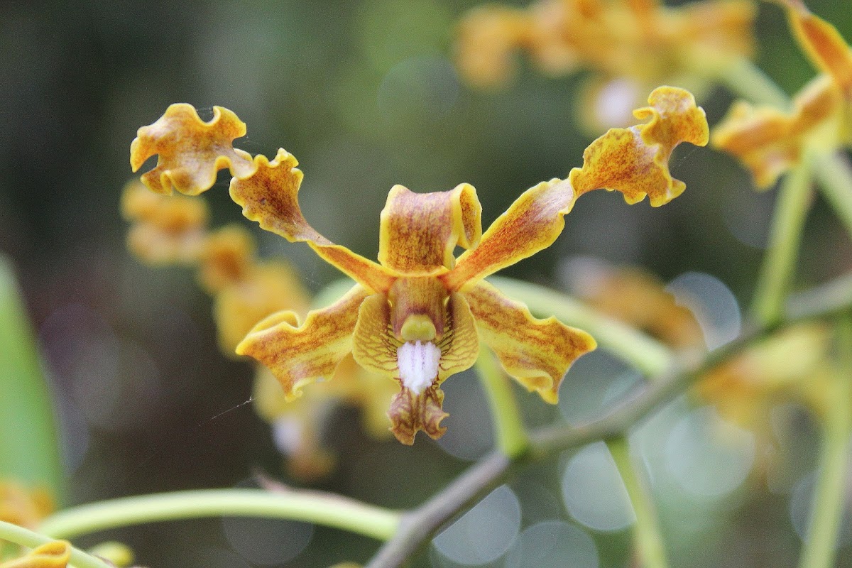 Golden Orchid | Project Noah