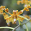 Golden Orchid
