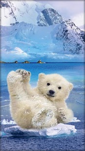 How to download Teddy Bear Live Wallpaper 5.5 apk for pc