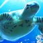 Sea Turtle LiveWallpaper mobile app icon
