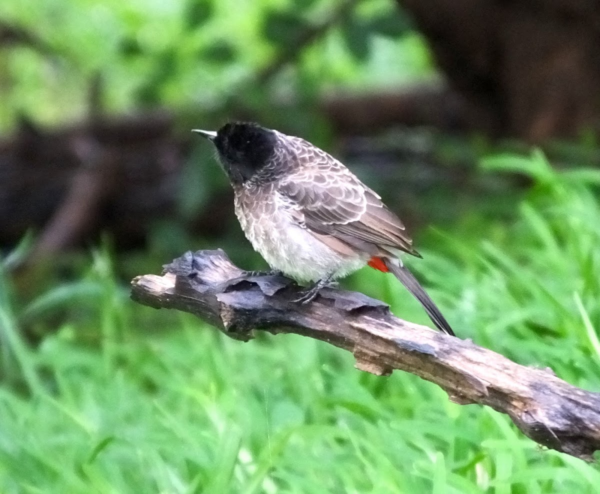Red - vented Bulbul
