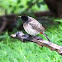 Red - vented Bulbul