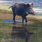 Wild Boar