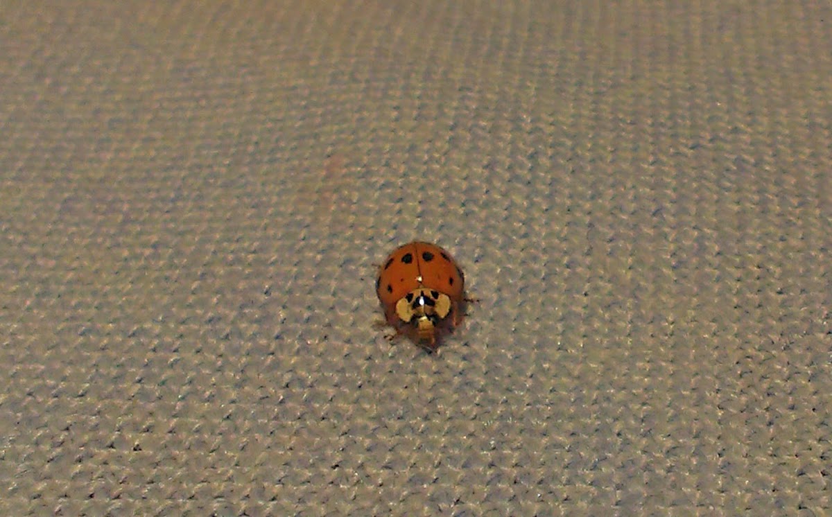 Harlequin ladybird/Harlekinska polonica
