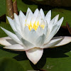 Fragant Water Lily