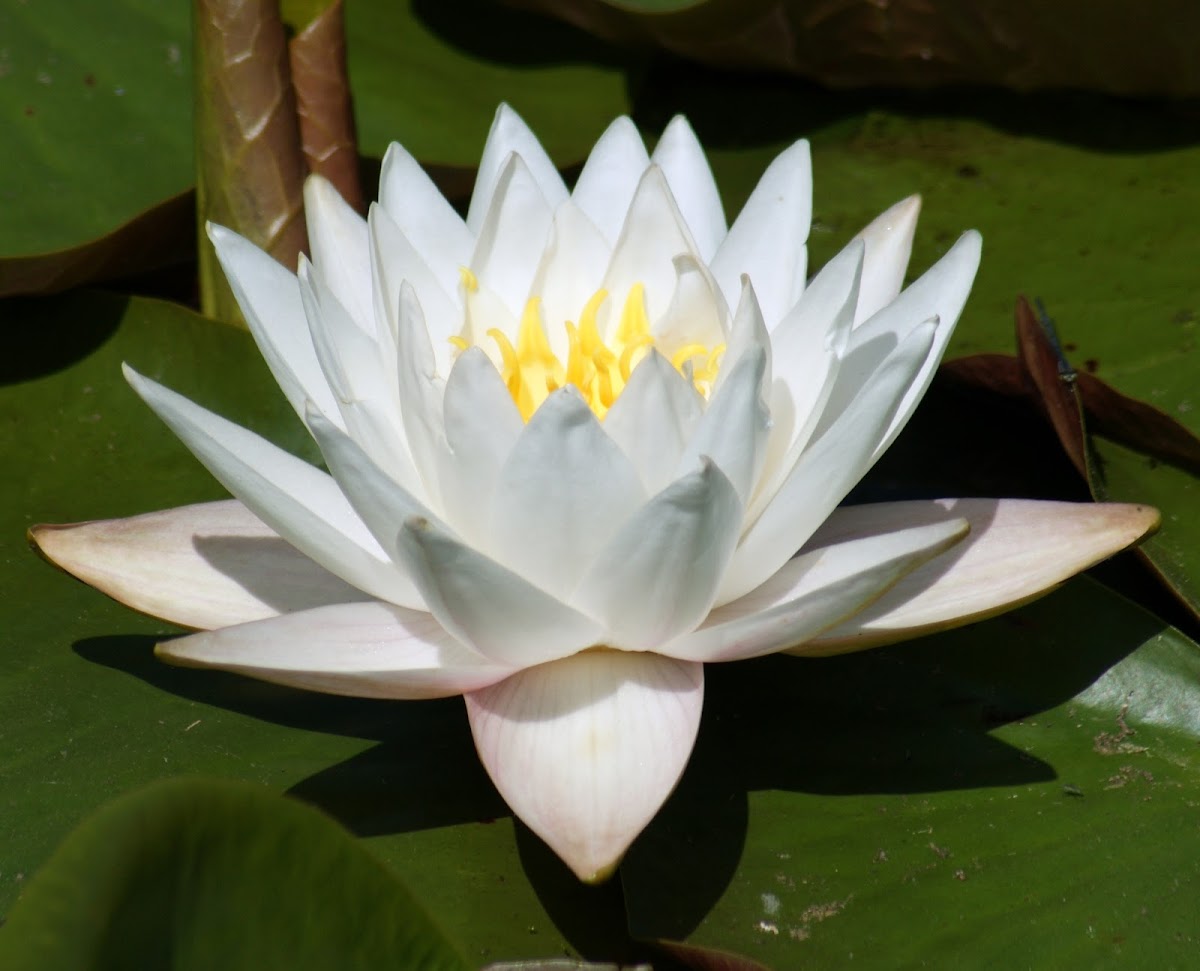 Fragant Water Lily