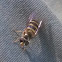 Hover Fly