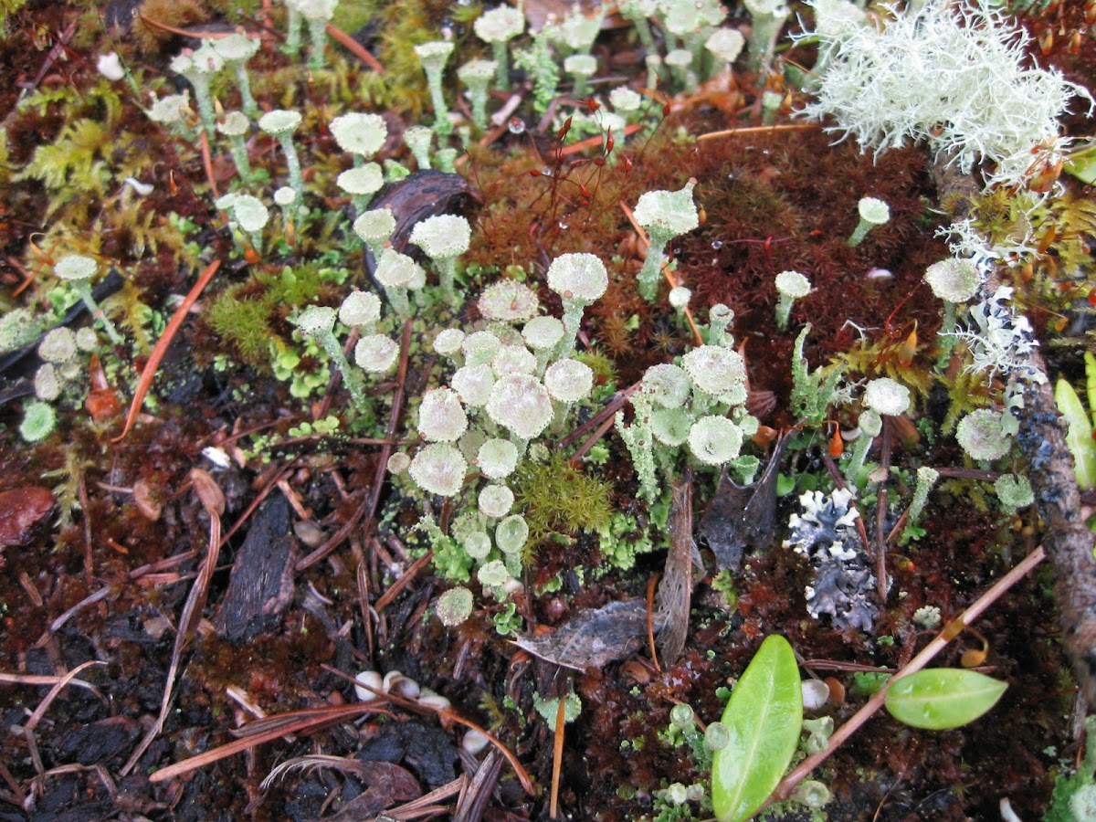 Pixie Cups with Moss and a few other Lichens