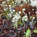 Pixie Cups with Moss and a few other Lichens