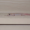 Mediterranean House gecko