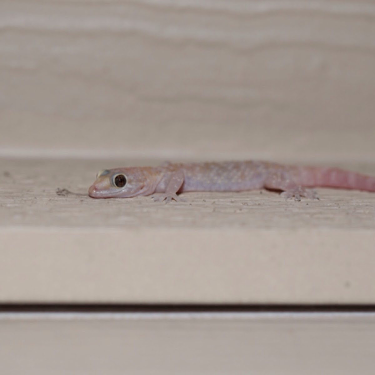 Mediterranean House gecko