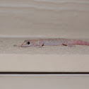 Mediterranean House gecko