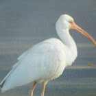 Ibis