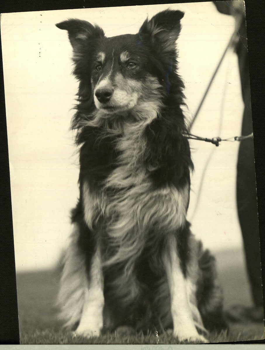 Zoo Dog Sweep Dogs Incl. Collie — Google Arts & Culture