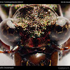 Jima Tiger Beetle