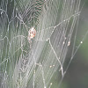 Furrow Orb Weaver Spider Web